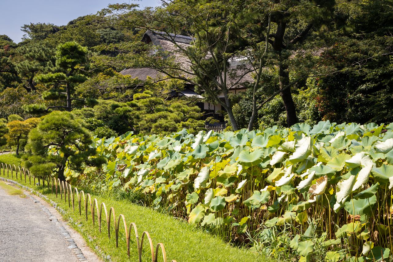 За прудом с лотосами во внешнем саду находится Какусёкаку, бывшая частная резиденция семьи Хара. Нынешнее здание, признанное культурным достоянием Йокогамы, является реконструкцией оригинальной постройки