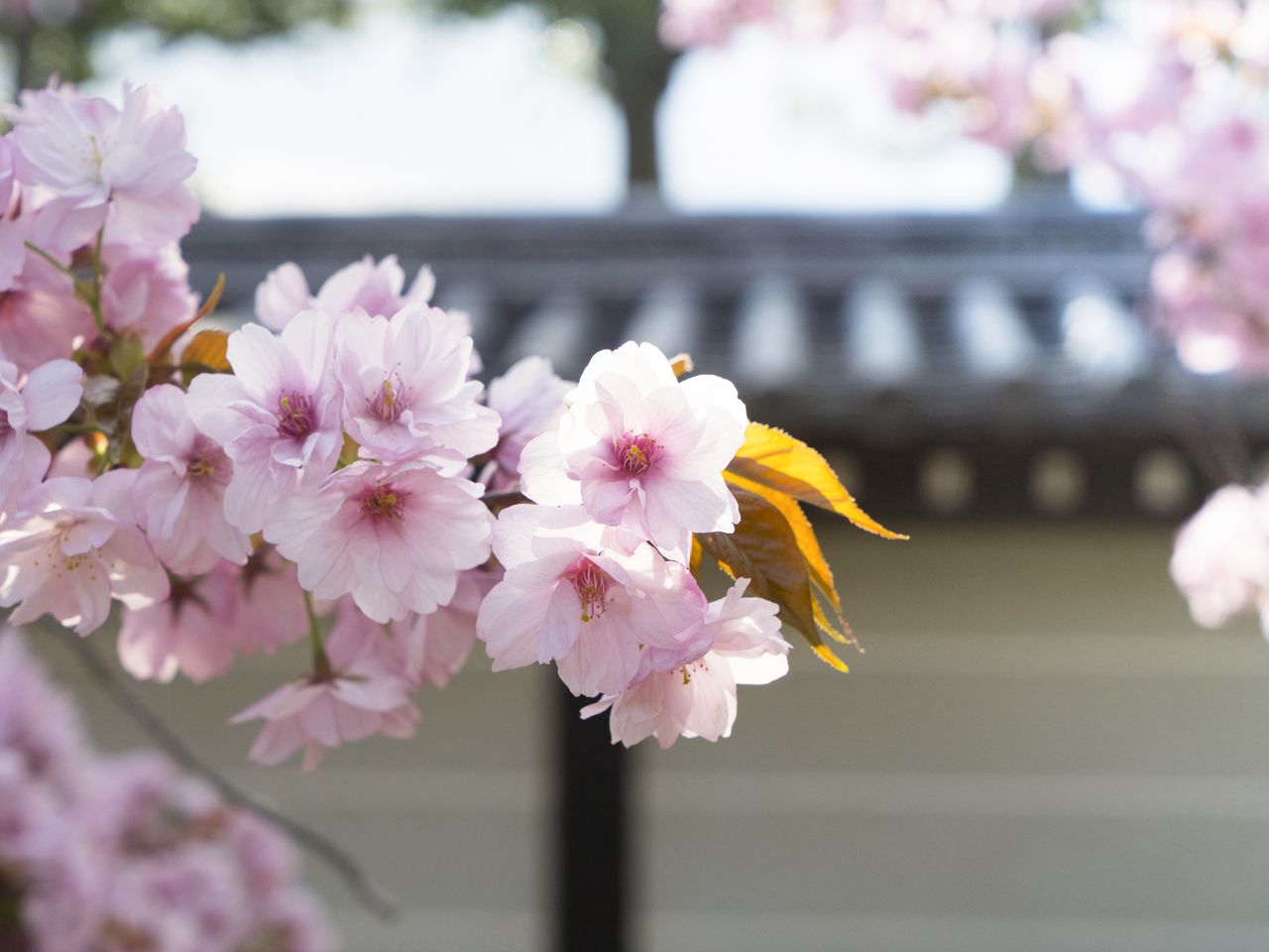 Цветы сакуры Осава состоят из множества накладывающихся друг на друга лепестков насыщенного цвета