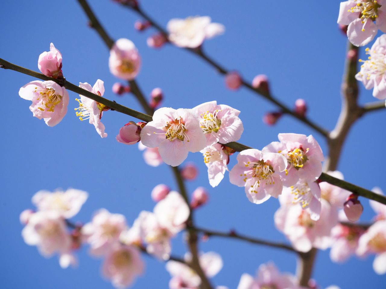 На территории святилища, включая сады, растёт 450 деревьев японской сливы 35 сортов