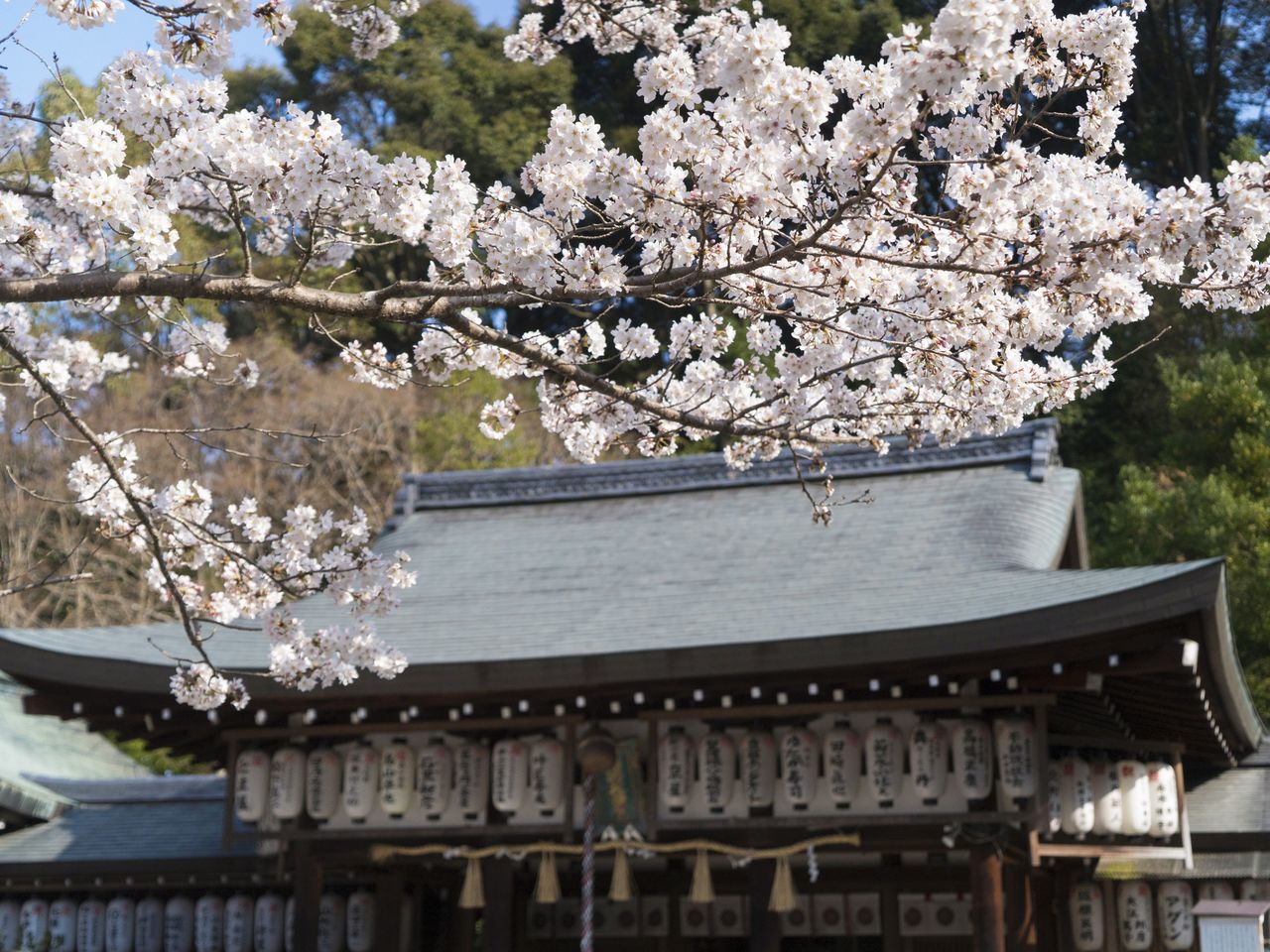 Цветущие вишни оживляют в пейзаж у главного здания святилища. Каждый год в первое воскресенье апреля здесь проводится Ока мацури, праздник цветения сакуры