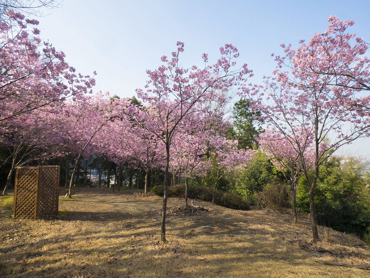 Сад сакуры ёко покрывает склон холма розовой пеной цветов