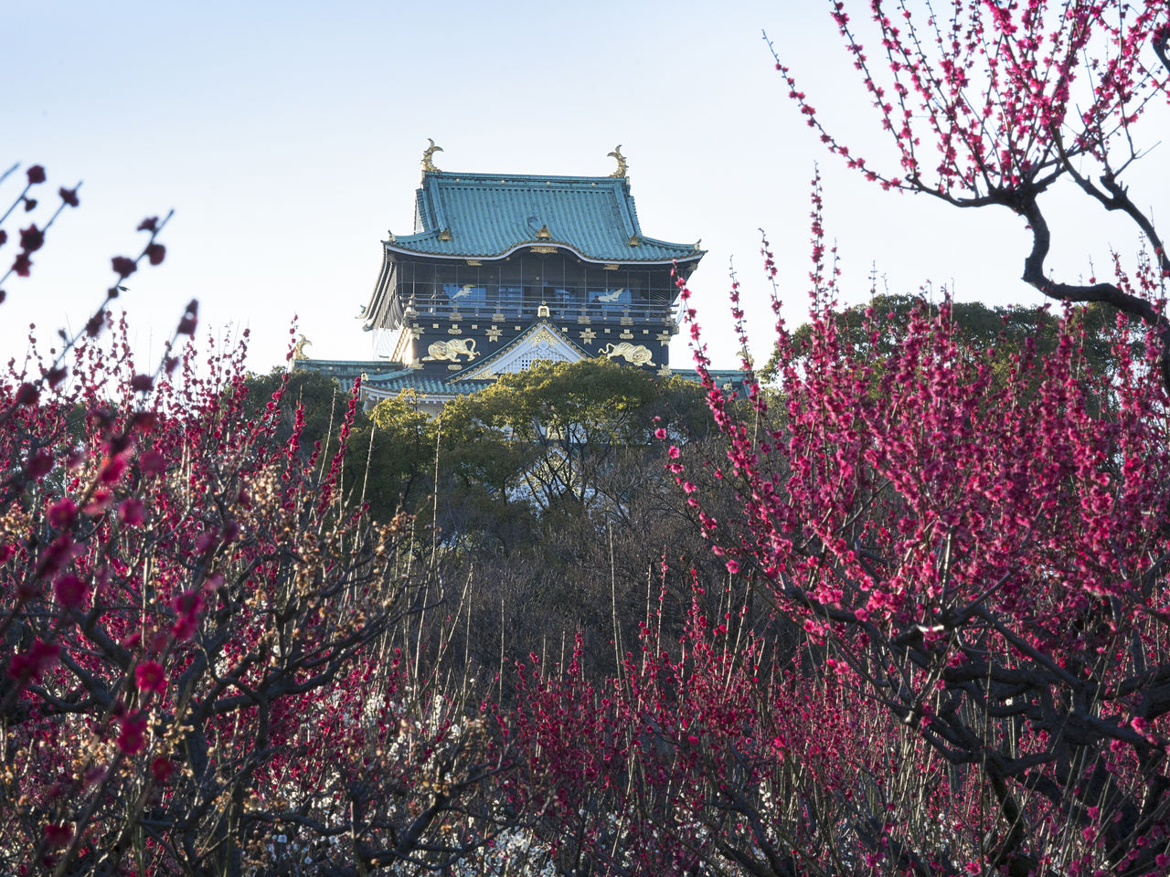 Яркие цветы сливы перед Осакским замком