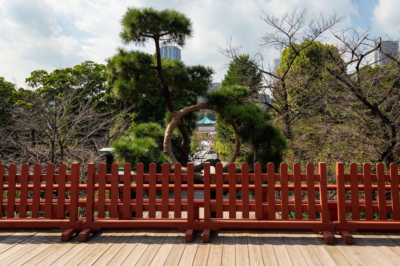 Павильон Бэнтэндо в пруду Синобадзу, вид через изогнутый ствол сосны Цуки-но мацу у павильона Киёмидзу Каннондо