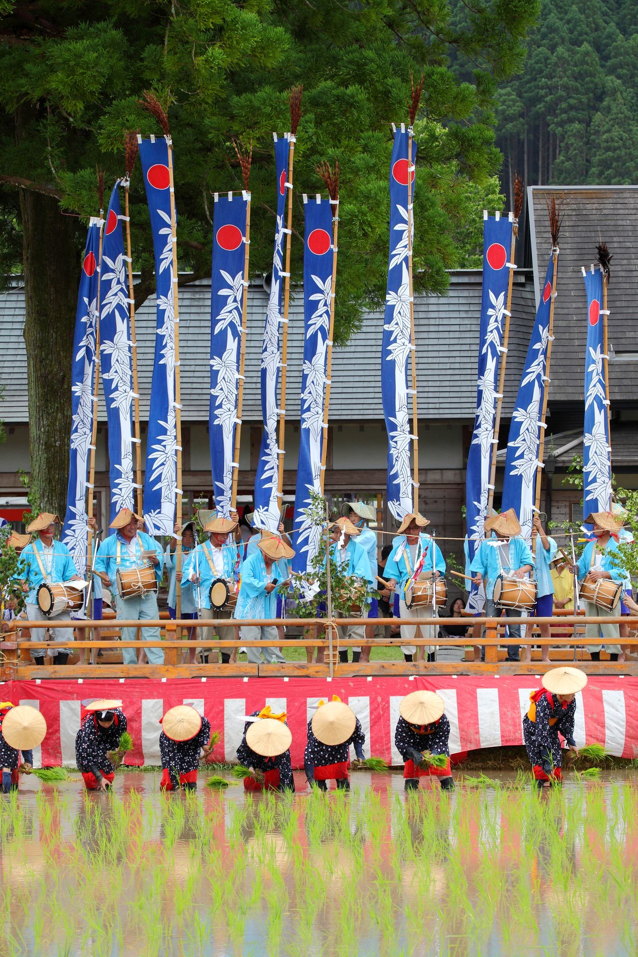 Саотомэ выстраиваются в ряд и сажают рассаду под аккомпанемент песни о посадке риса