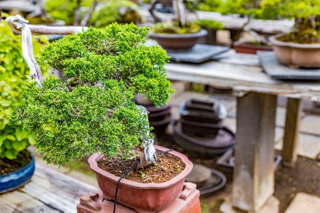 Деревья в питомнике в деревне бонсай (© Pixta)