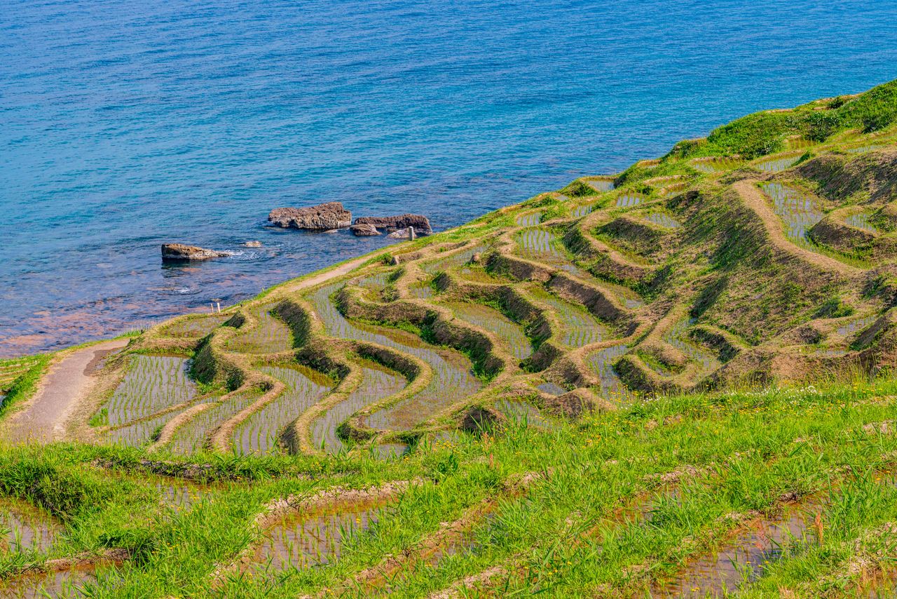 Рисовые поля Сироёнэ Сэммайда на полуострове Ното в Японском море (© Pixta)