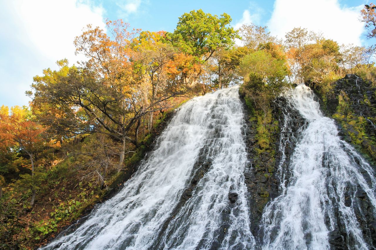 Водопад Осинкосин разделяется на два каскадных потока (предоставлено туристической ассоциацией Сирэтоко Сяри-тё)
