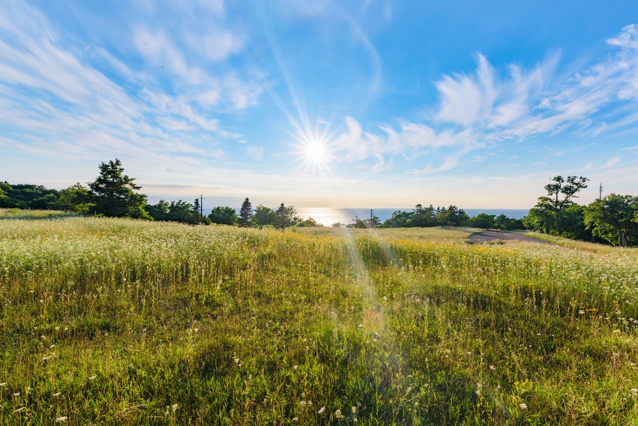 Поле возле смотровой площадки Осинкосин