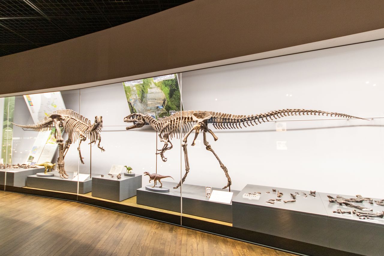 Скелеты травоядного Fukuisaurus tetoriensis и хищного Fukuiraptor kitadaniensis (© Nippon.com)