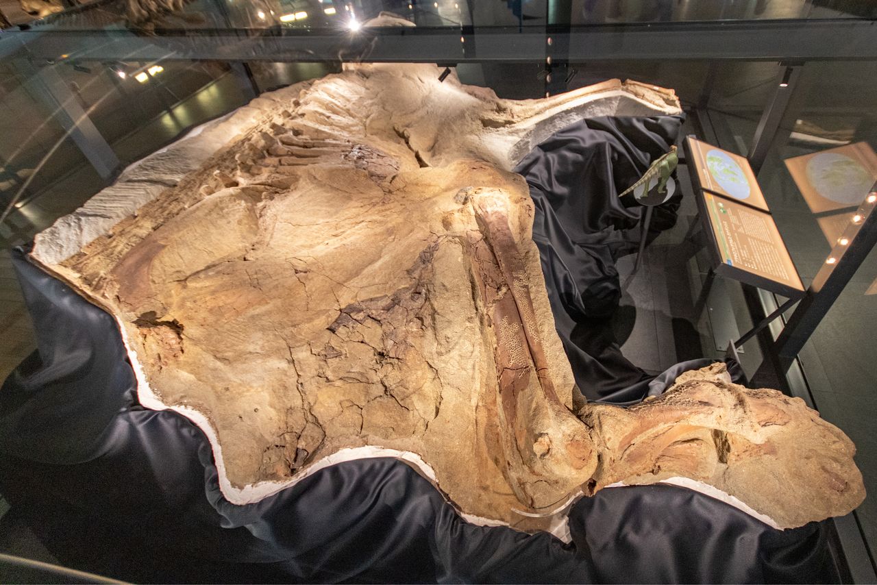 В 2004 году семиметровый брахилофозавр был занесён в Книгу рекордов Гиннесса как наиболее хорошо сохранившийся ископаемый динозавр (© Nippon.com)