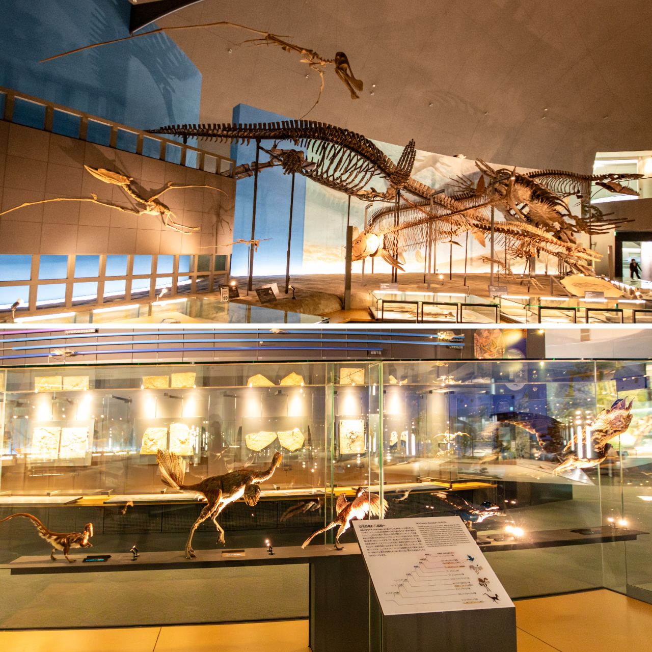 Экспозиция, демонстрирующая водных рептилий, таких как мозазавр (вверху), и эволюцию птиц (© Nippon.com)