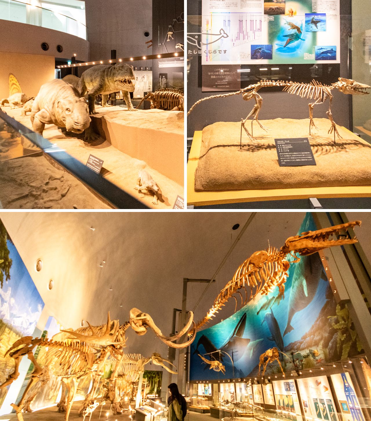 Слева: четвероногие предки китов. Справа: предок млекопитающих, появившийся в конце палеозойской эры. Внизу: доисторические скелеты кита, мамонта и гигантского большерогого оленя (© Nippon.com)