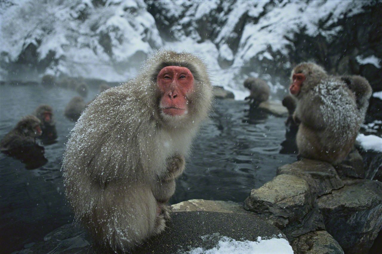 Группа обезьяны в теплой воде слушать. Макаки в горячих источниках в Японии. Обезьяны в термальных источниках. Обезьяны в теплых источниках. Японские обезьяны.