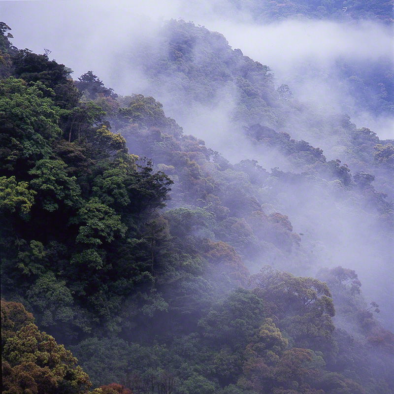 Лавровый лес, окутанный туманом