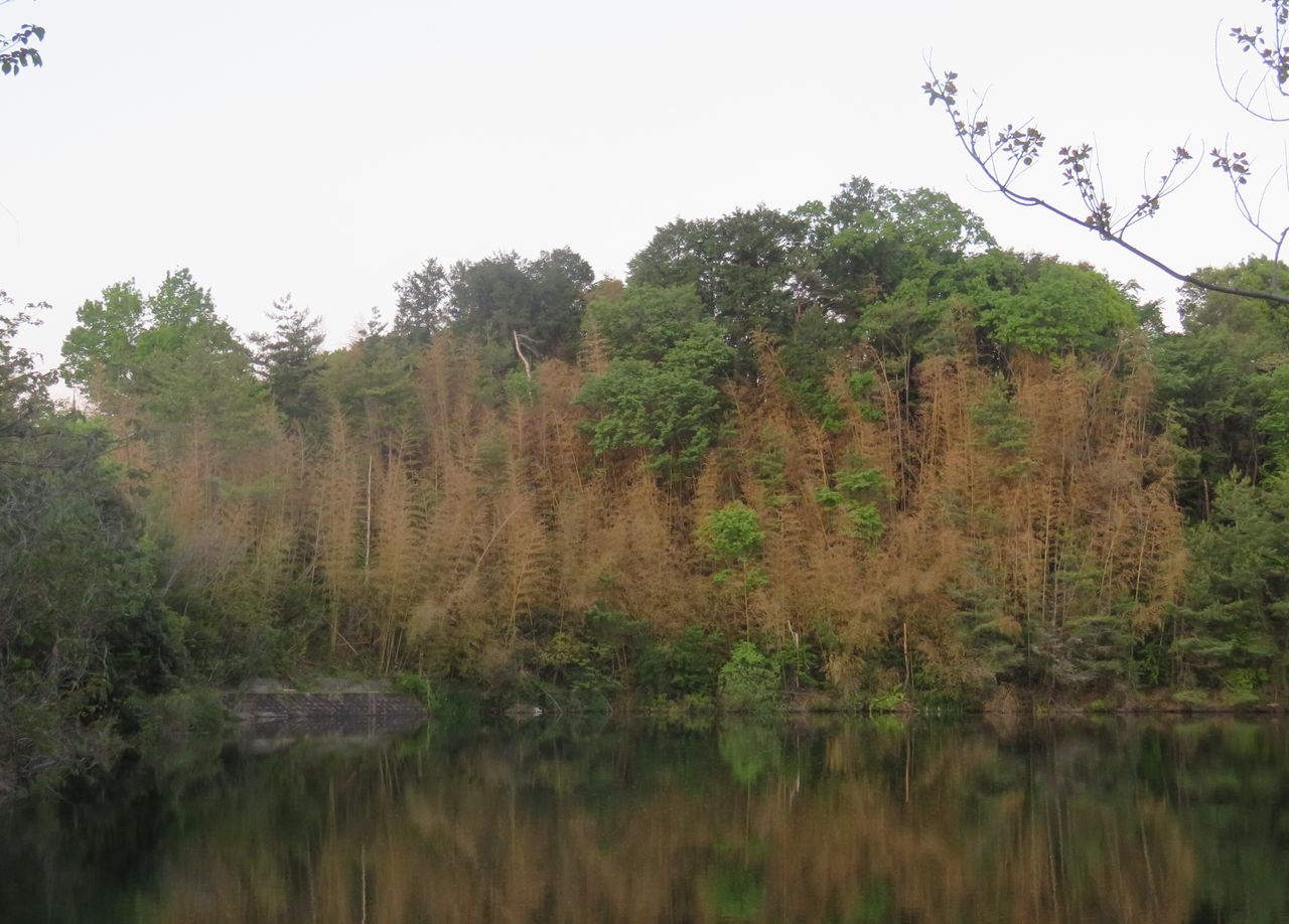 Цветение чёрного бамбука (префектура Сига). Цветущий бамбук приобретает коричневый цвет