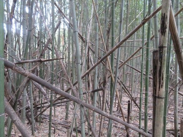 Заброшенная бамбуковая роща на берегу реки в южной части префектуры Киото