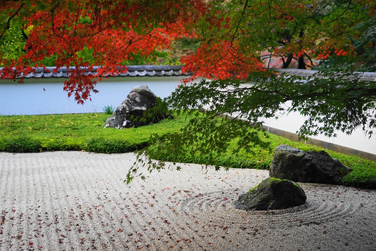 Художественный музей Гёкудо в Омэ, сад в период осенней листвы (Pixta)
