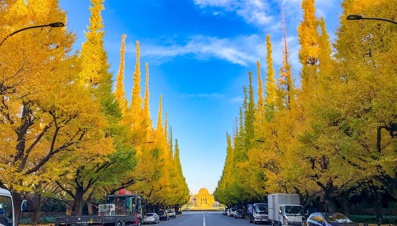 Деревья гинкго в парке Дзингу Гайэн (PIXTA)