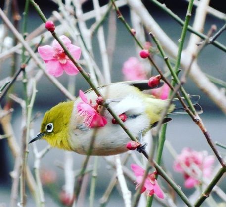 Признаки весны: цветение сливы и мэдзиро (японская белоглазка) в Югаваре, префектура Канагава