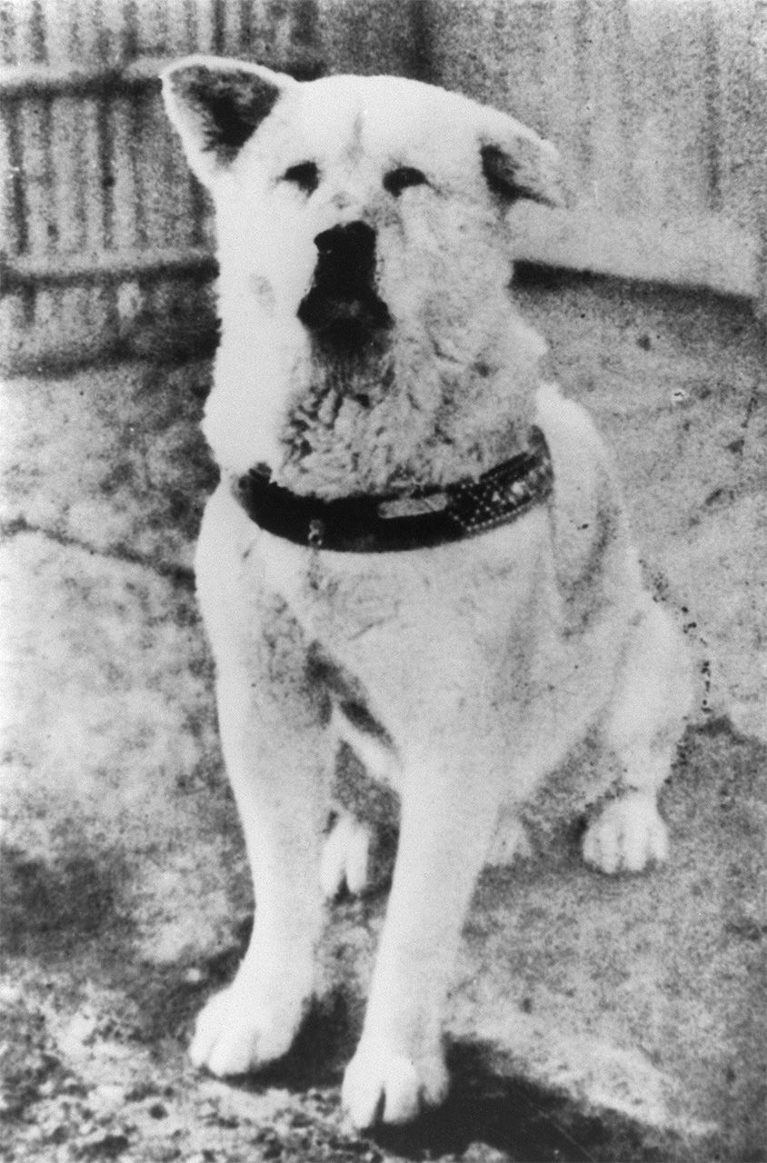 Верный пёс Хатико (Jiji Press)
