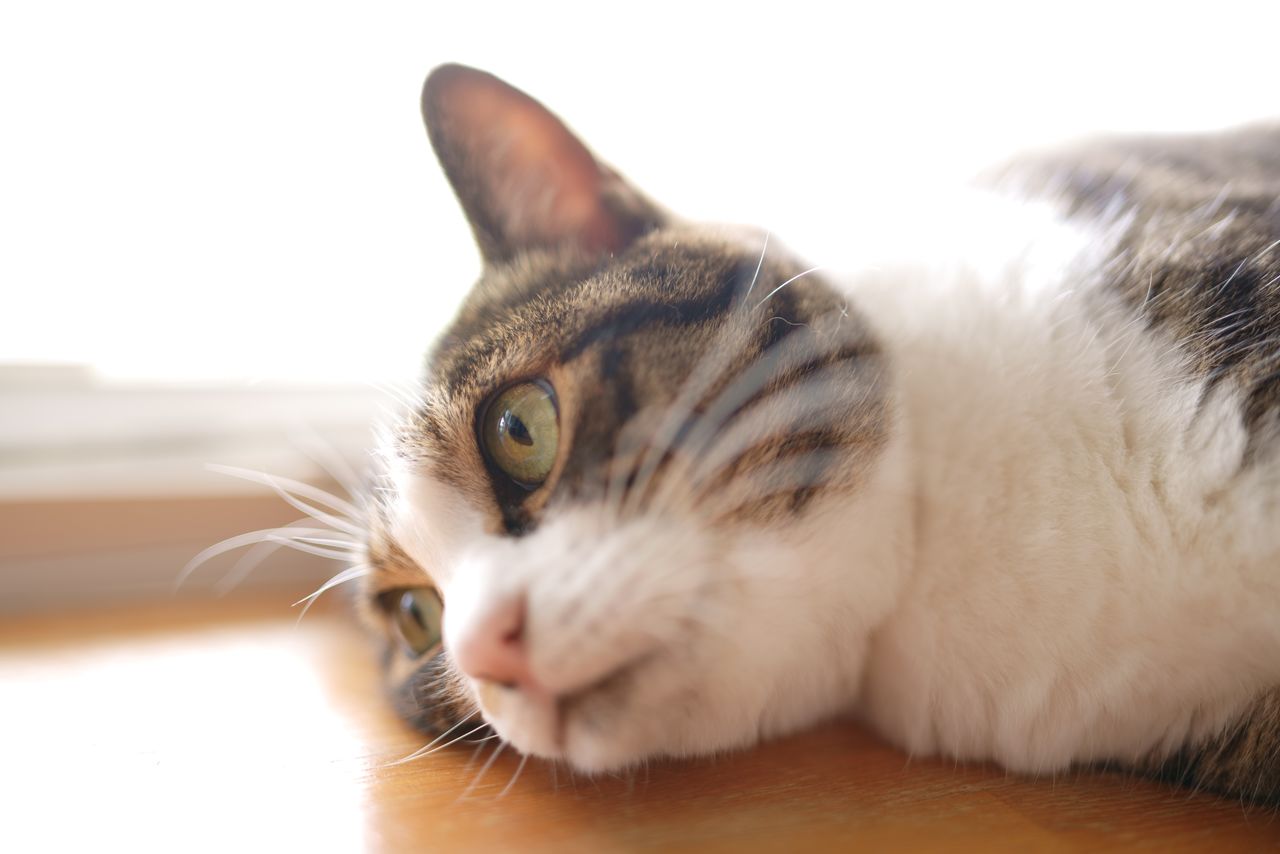 Причина, по которой у кошек часто бывают заболевания почек, заключается в дисфункции AIM в крови (PIXTA)