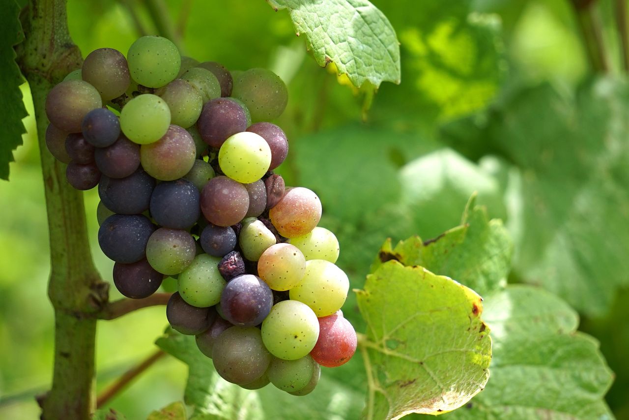 Виноград сорта Пино Нуар начинает приобретать цвет на винограднике в Мосэуси (© Укита Ясуюки)