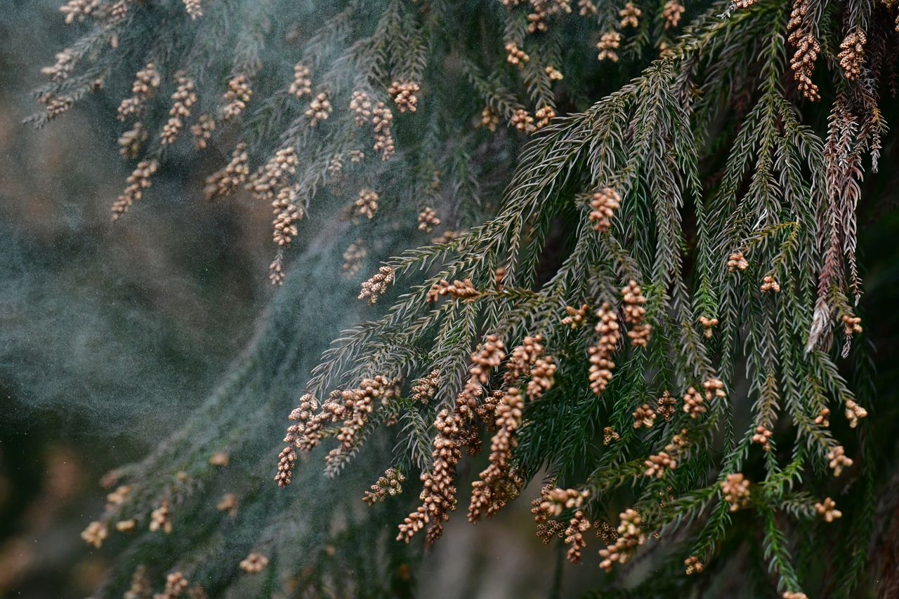Пыльца криптомерии (© Pixta)