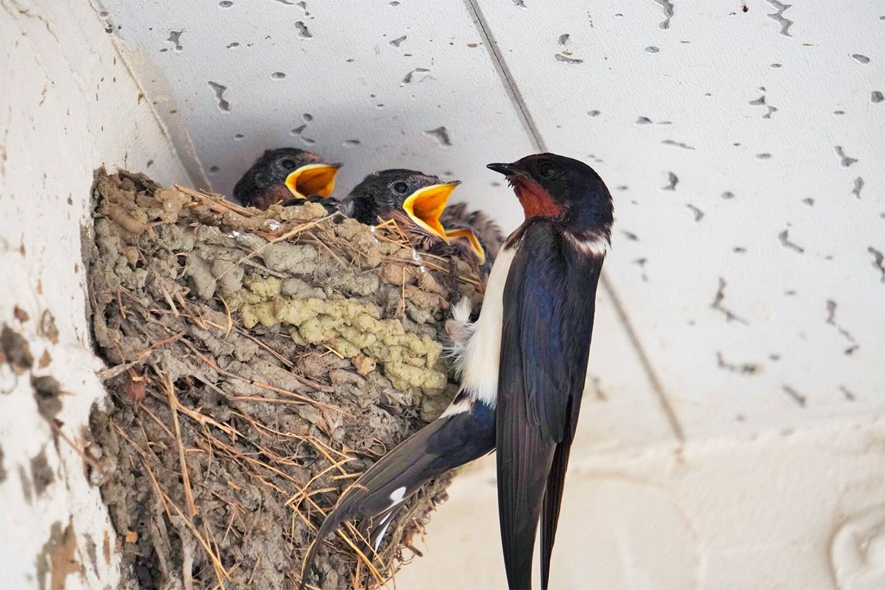 Гнездо ласточки на доме (© Pixta)