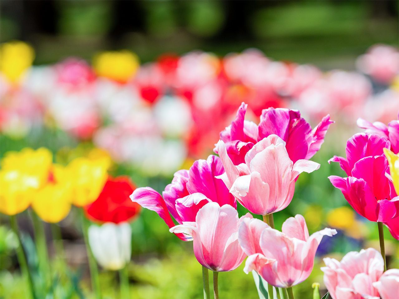 Цветущие тюльпаны (© Pixta)