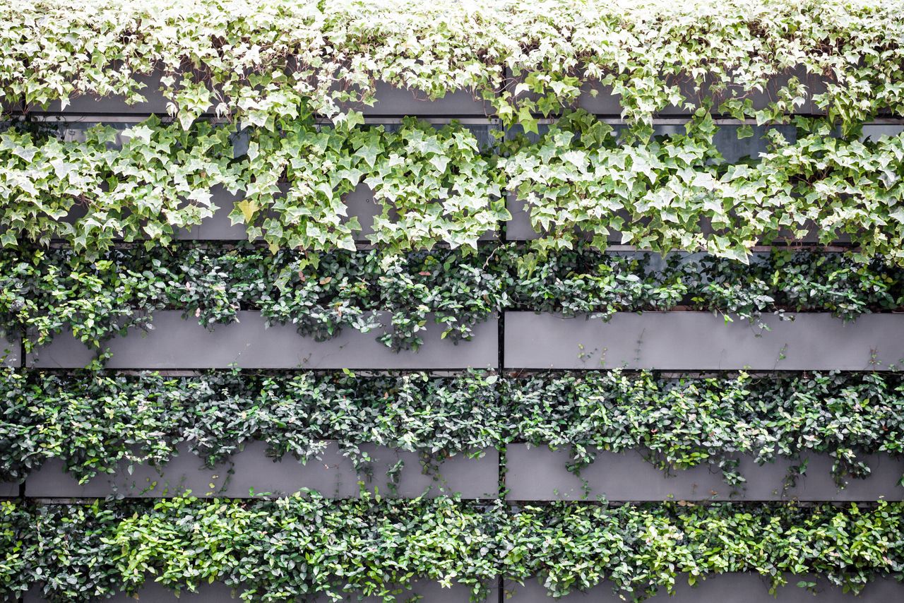 Современный пример «зелёной шторы» на стене здания, помогающей его охлаждению летом (© Pixta)