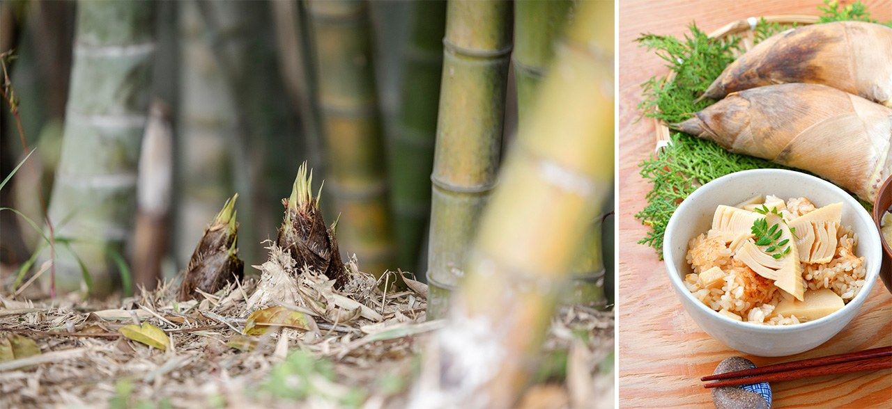 Ростки бамбука (слева) и рис на пару с ростками бамбука (© Pixta)