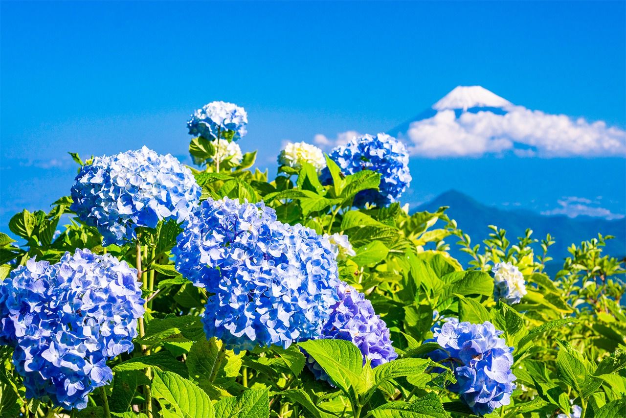 Голубые цветы гортензии растут на кислой почве (© Pixta)