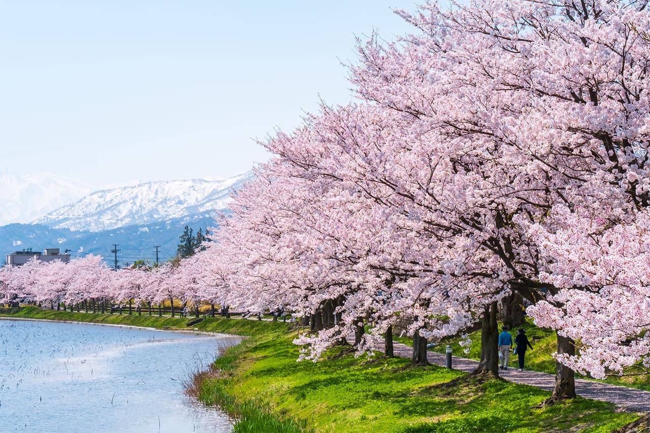 Вишни сорта сомэй-ёсино цветут вдоль рва в парке на месте замка Такада в Дзёэцу, Ниигата (фото Pixta)