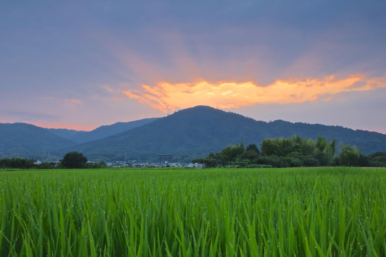 Гора Мива была самой священной горой («гора-тело божества», синтайсан) в древней земле Ямато (© Pixta)
