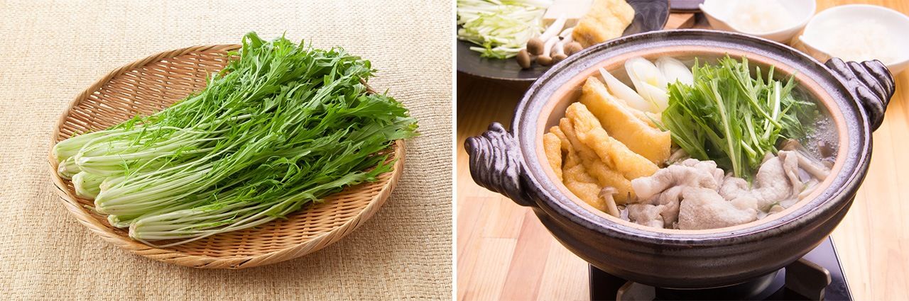 Мидзуна (слева); харихари-набэ, горячее блюдо с мидзуна и свининой (© Pixta)
