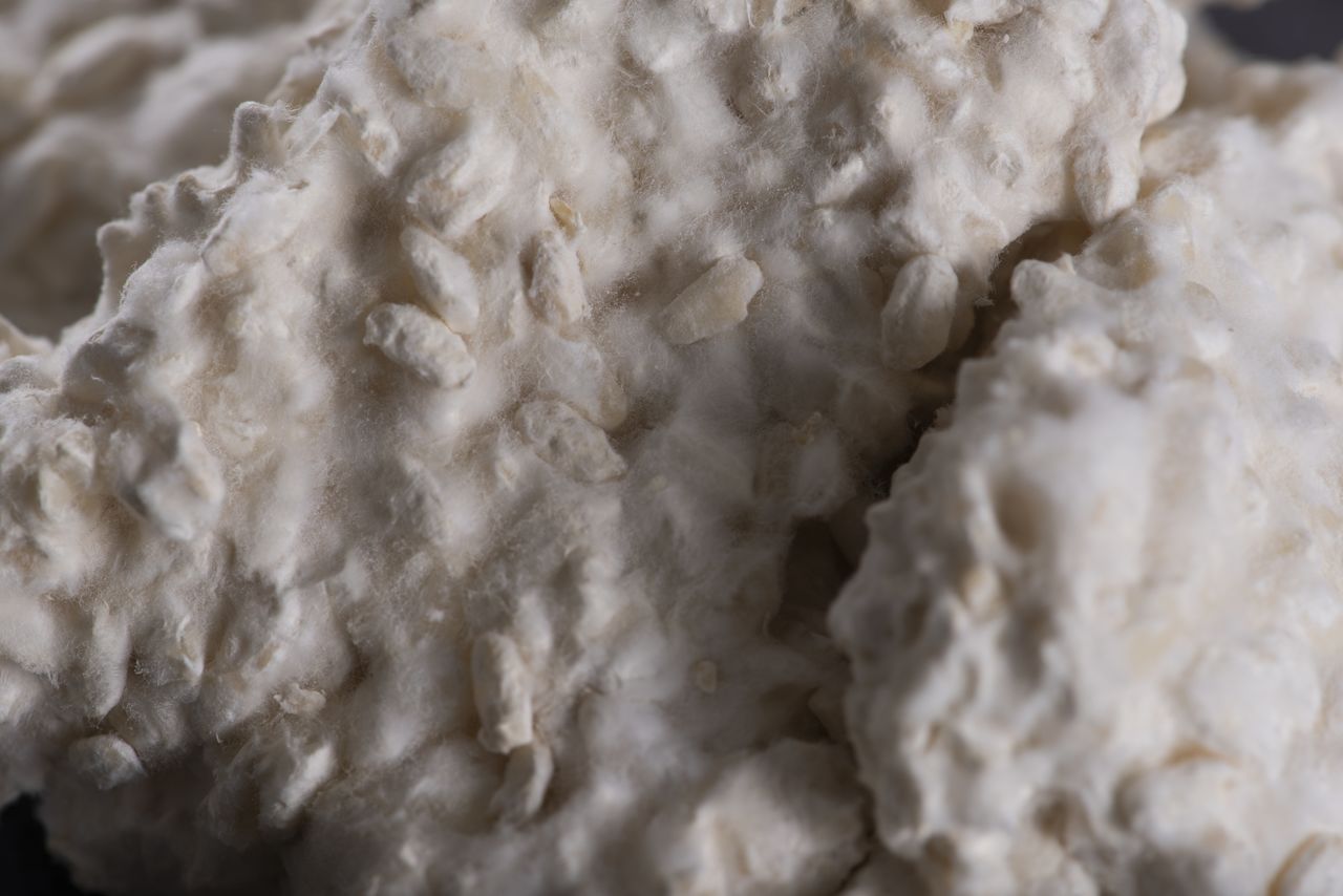 Рисовые зёрна, покрытые толстым слоем грибка кодзи (© Pixta)