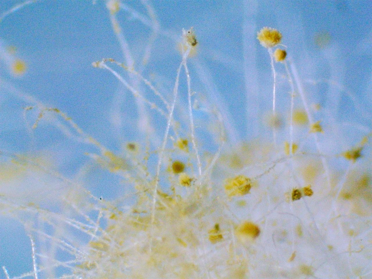 Японский «национальный грибок»: Aspergillus oryzae RIB40 (Предоставлено Маэхаси Кэндзи)