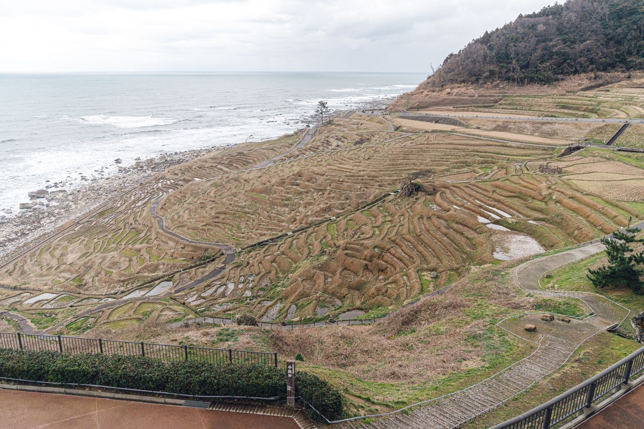 Сираёнэ-Сэммайда – рисовые террасы, состоящие из 1004 полей. В результате землетрясения на рисовых полях образовалось множество разломов. 2 февраля 2024 года, район Сираёнэ, город Вадзима (фото Ёсиоки Эйити)