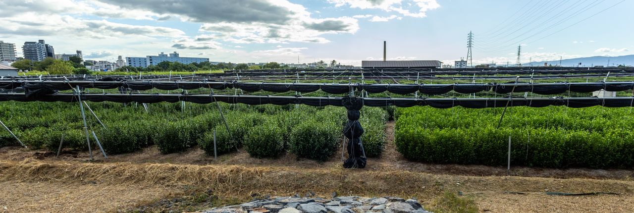 Чайная плантация в городе Удзи, оборудованная защитным покрытием (фото Фудзивара Томоюки)