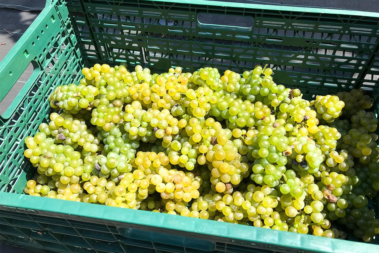 Виноград, собранный на виноградниках Нэримы (Фото предоставлено винодельней Tokyo Winery)