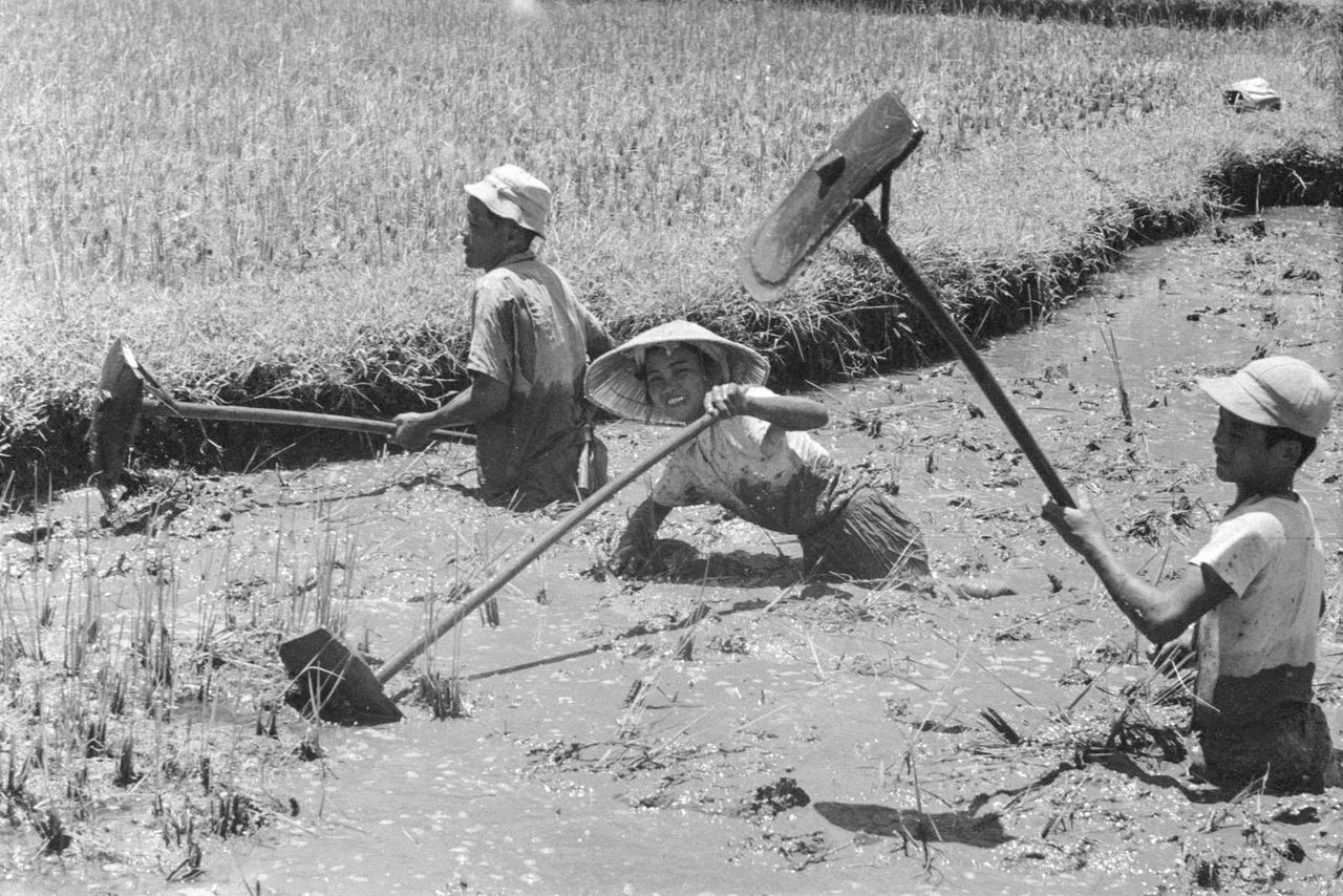 Выращивание риса на известняковом острове требовало тяжёлой работы по обработке илистых полей