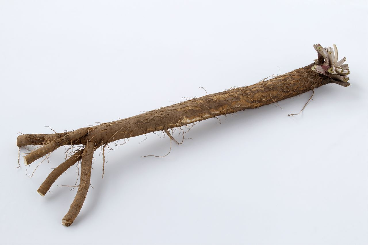 «Хорикава гобо» (предоставлено Отделом планирования сельского хозяйства и лесного хозяйства, Управлением содействия развитию сельского хозяйства и лесного хозяйства, Бюро промышленности и туризма города Киото)