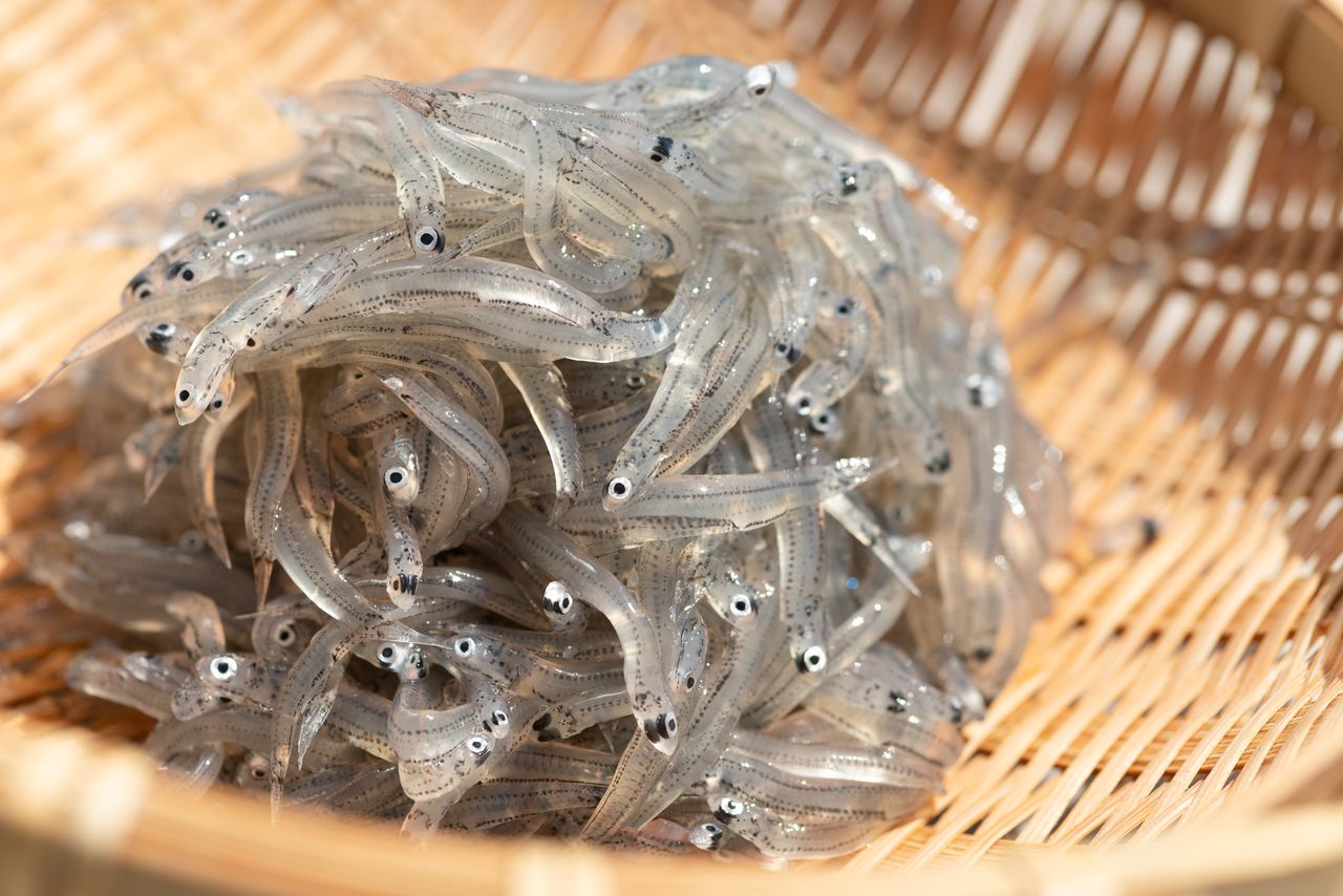 Сырые сирасу (предоставлено Туристической ассоциацией префектуры Сидзуока)