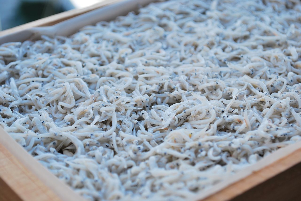 Варёная сирасу (предоставлено Туристической ассоциацией префектуры Сидзуока)