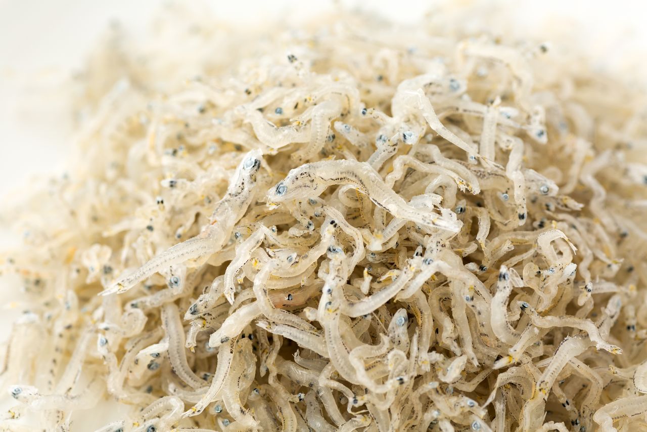 Тиримэн дзяко (PIXTA)