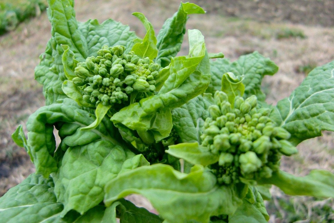 Цветы рапса в сезон сбора урожая (предоставлено городом Минамибосо, префектура Тиба)