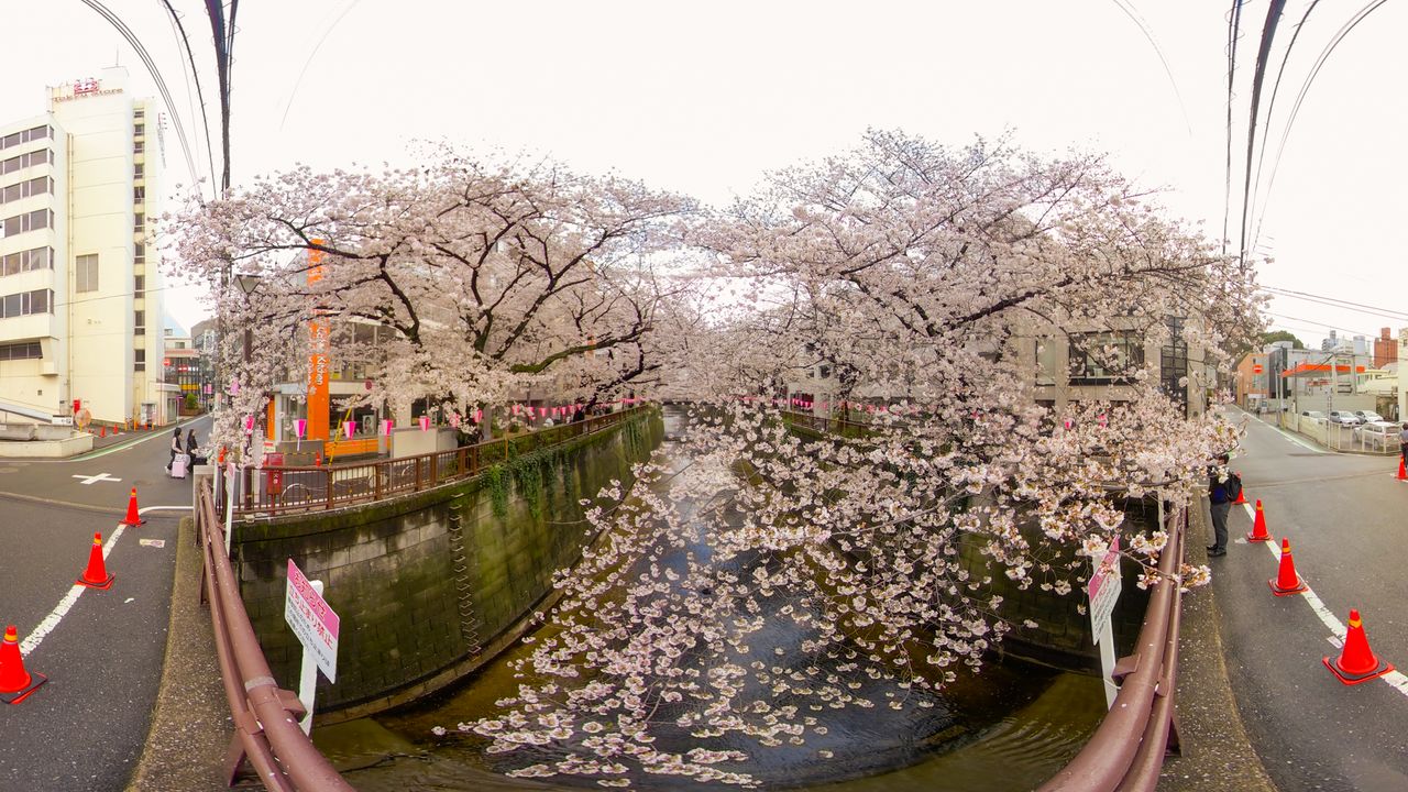 Река Мэгуро во время праздника цветения сакуры. В это время цветущей сакурой также можно полюбоваться с прогулочных катеров