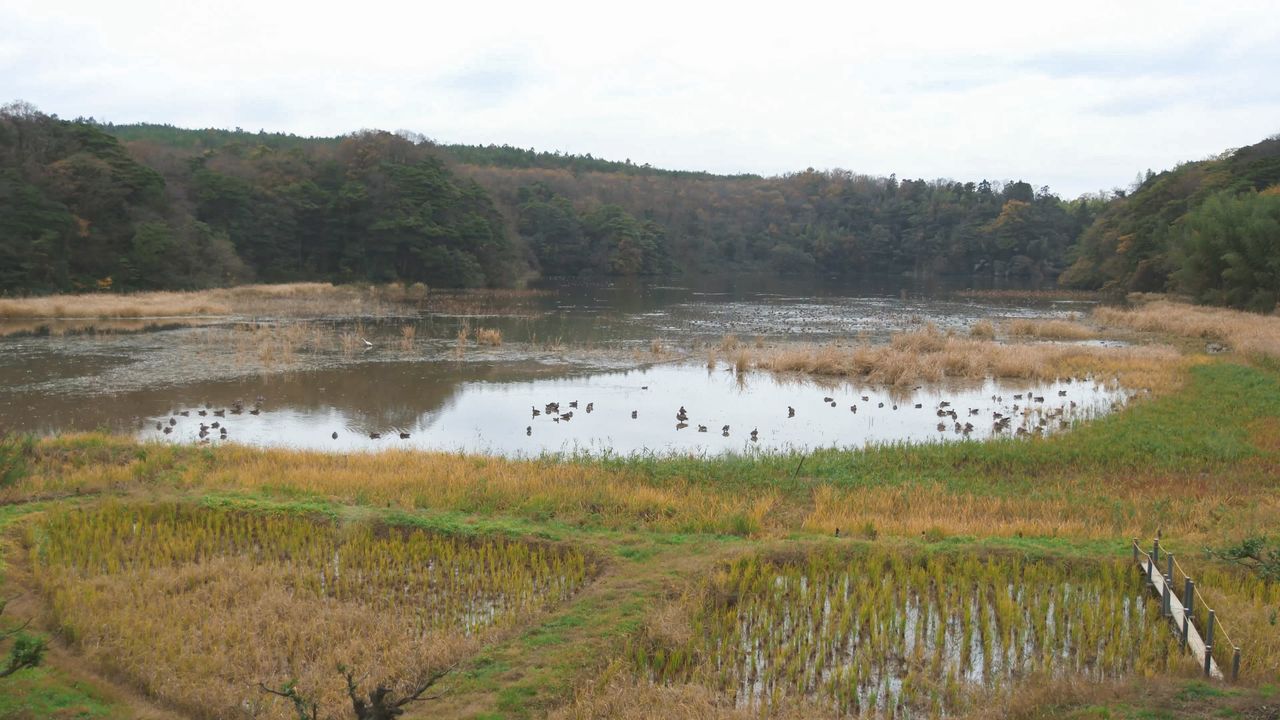 Болота Катанокамоикэ представляют собой богатую экосистему, которую особенно пристально изучают орнитологи
