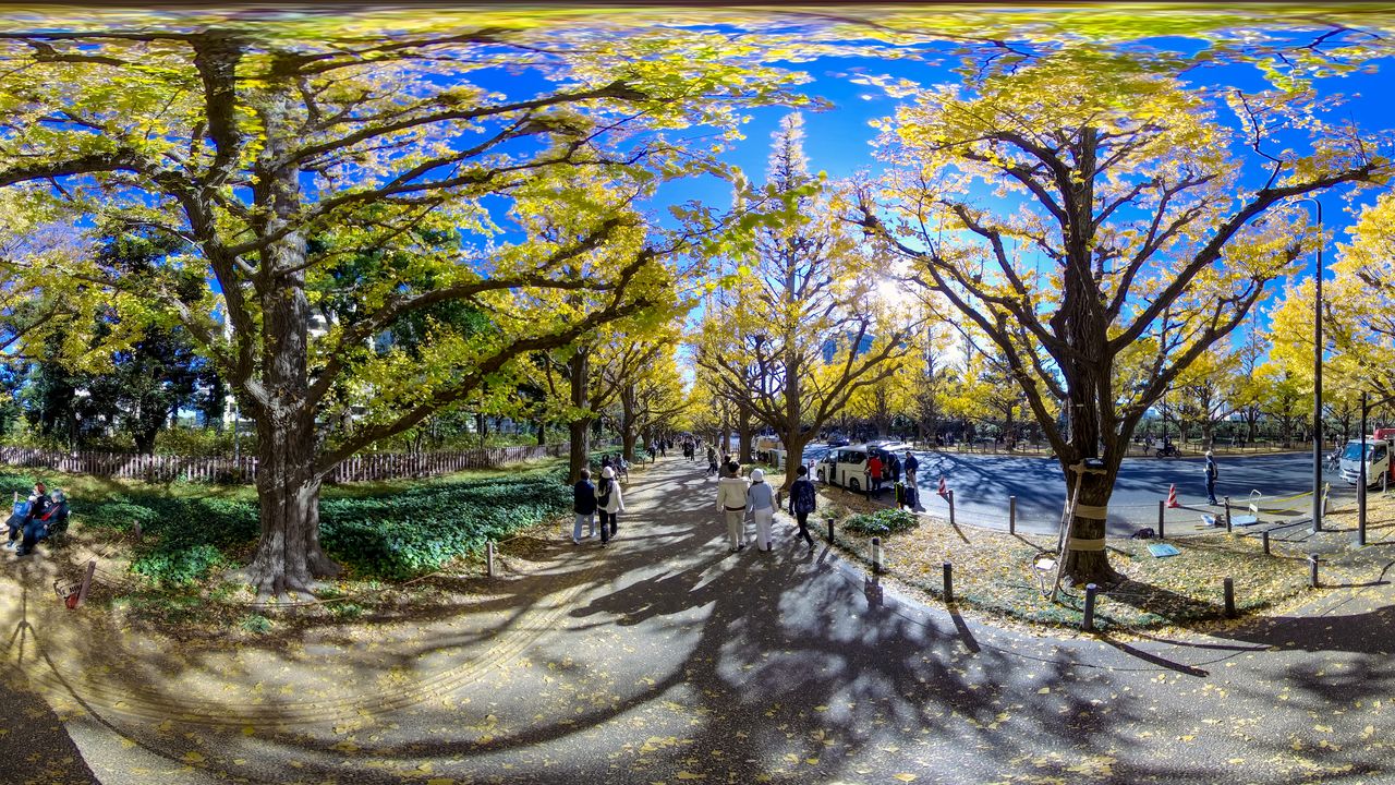 Осенью большое количество туристов приезжает посмотреть на ярко-желтые листья деревьев гинкго во Внешний сад святилища Мэйдзи. В рамках проекта реконструкции ряды деревьев будут вырублены (© Somese Naoto)