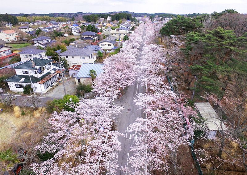 Аппарат сакура. Префектура Фукусима. Томиока город в Японии. Цветущим деревом Фукусимы. Фукусима Сакура.